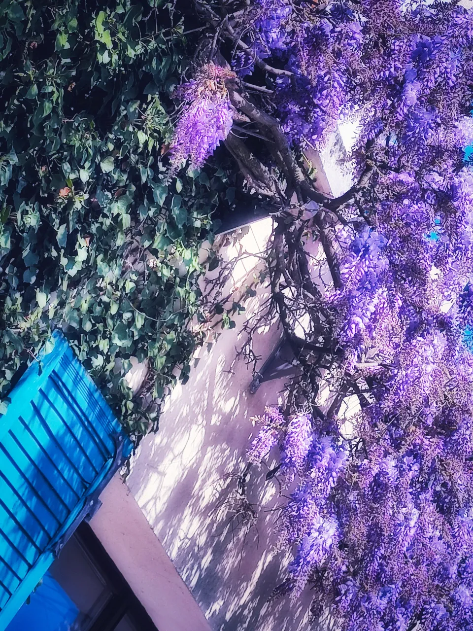 The façade of the house and studio covered in flowering wisteria