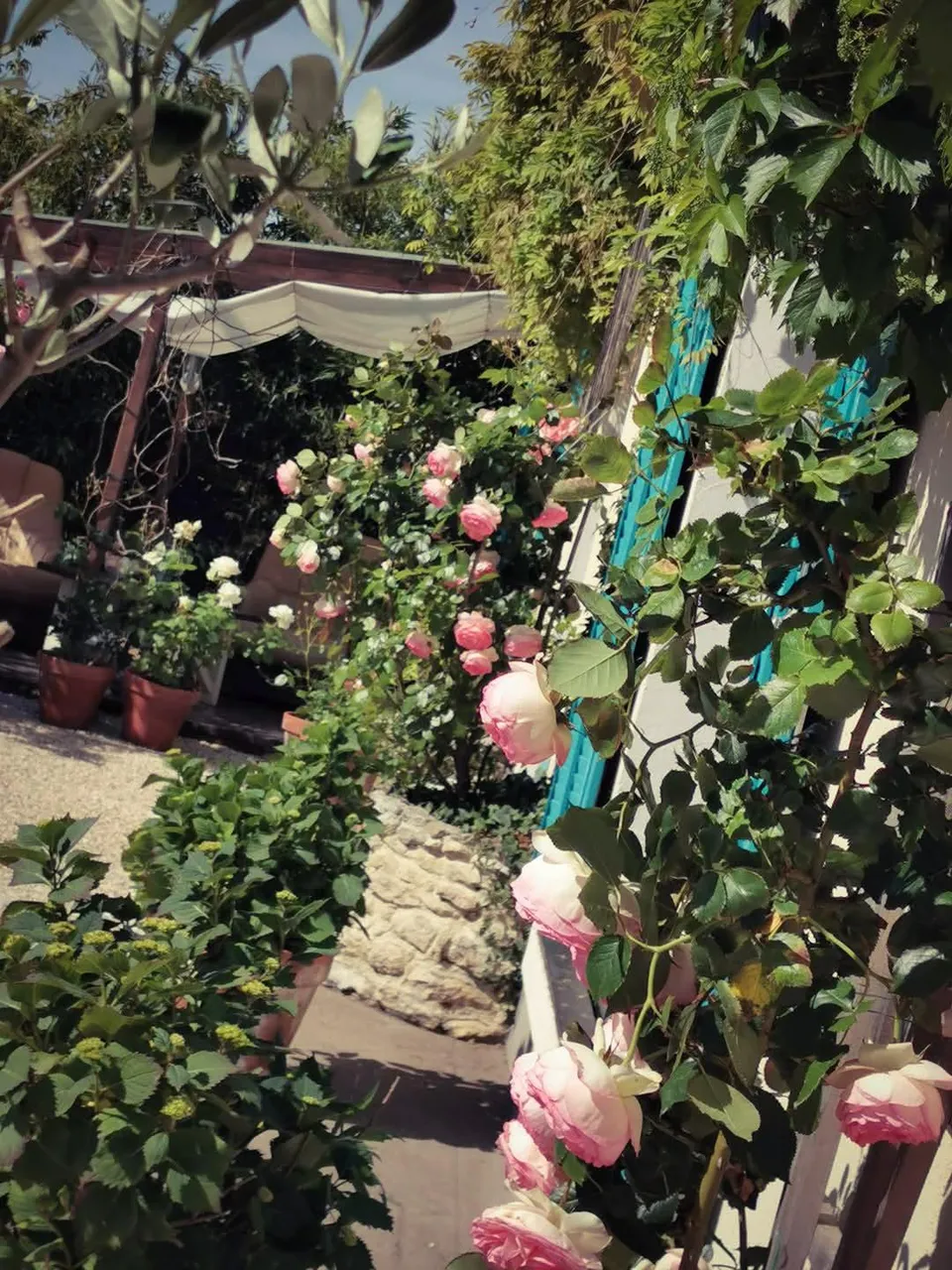 Roses in bloom in front of the studio